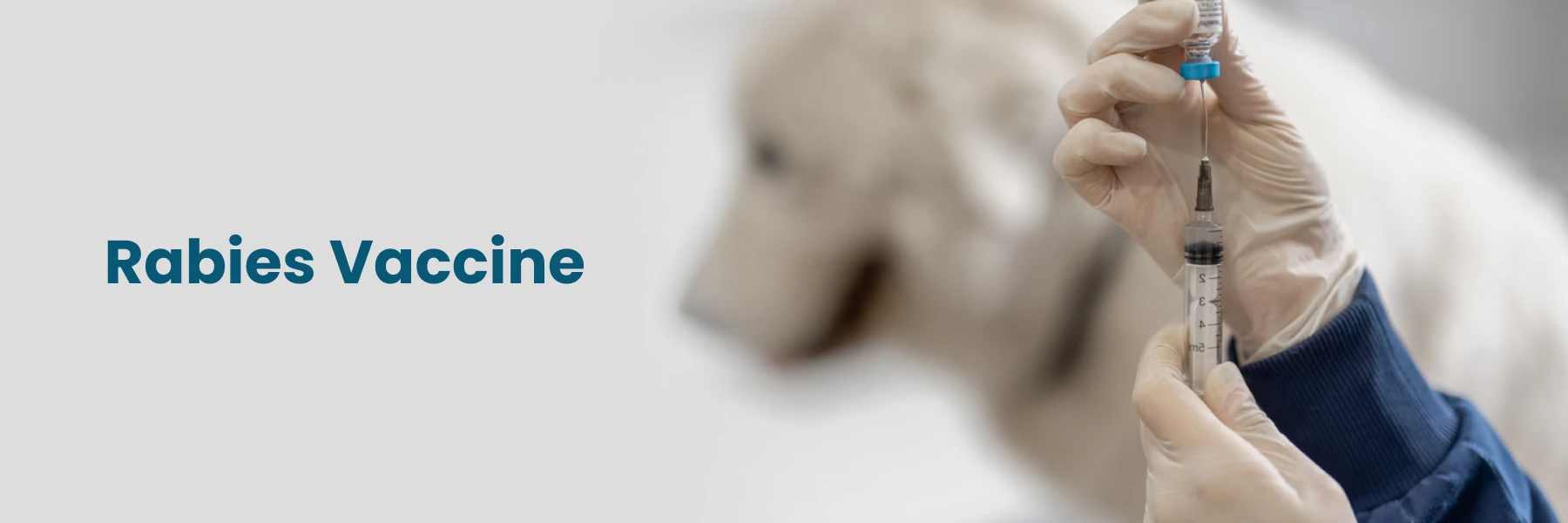 Rabies Vaccine Immunity: Understanding Long-Term Human Protection